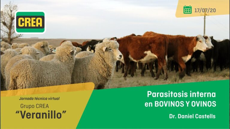 Estrategias Efectivas de Desparasitaci&oacute;n Interna y Externa en Ovejas