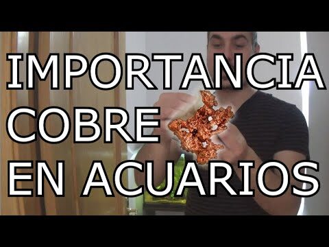 La importancia de la higiene en acuarios para la salud de los peces