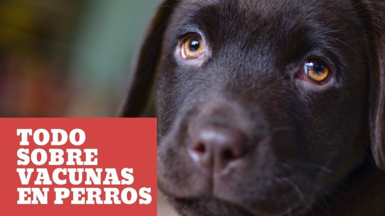 Gu&iacute;a completa sobre la vacunaci&oacute;n de mascotas
