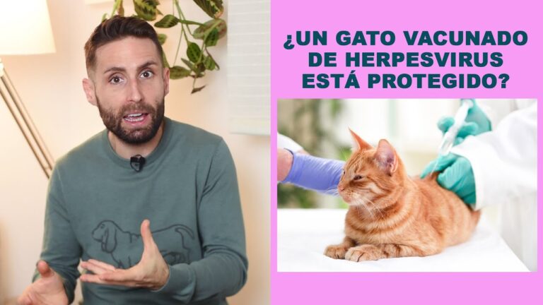 Prevenci&oacute;n del Herpesvirus en Mascotas a Trav&eacute;s de la Vacunaci&oacute;n