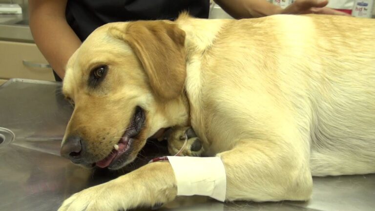 Veterinarios de Emergencia para Enfermedades Card&iacute;acas en Mascotas