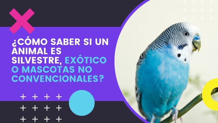 Cuidado Veterinario de Especies Ex&oacute;ticas y su Entorno