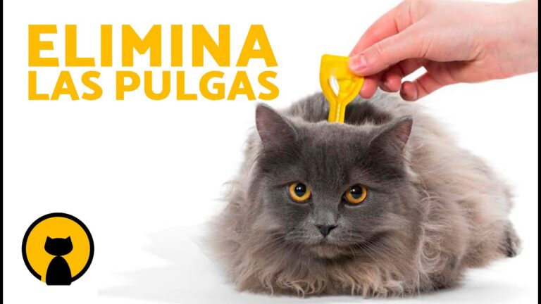 Productos Naturales para la Higiene y Desparasitaci&oacute;n de Mascotas