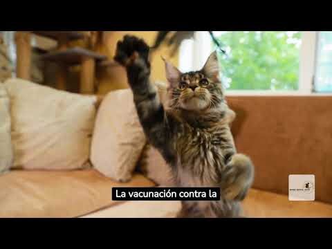 Protege la salud de tu mascota: Vacunación contra el calicivirus