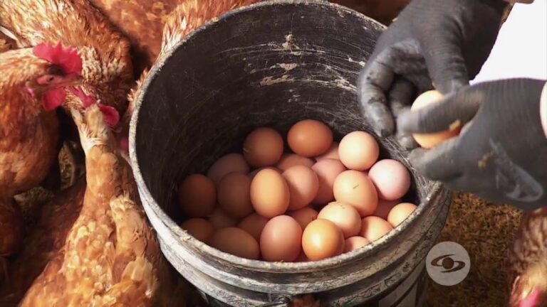 S&iacute;ntomas de bronquitis en aves de corral: Gu&iacute;a de identificaci&oacute;n