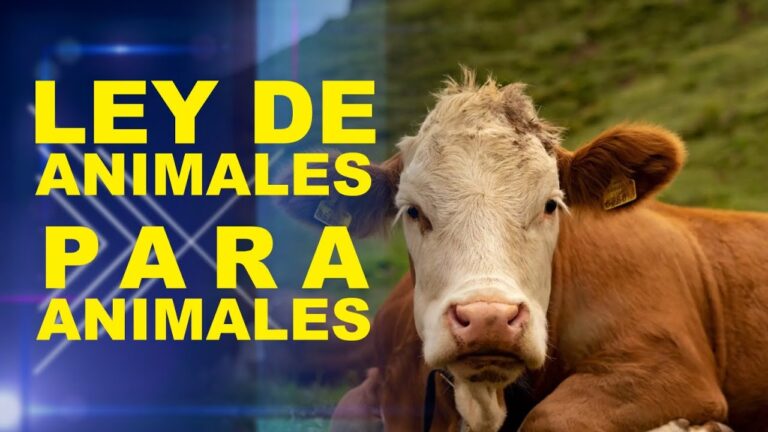 La importancia de la legislaci&oacute;n animal en la protecci&oacute;n de la fauna