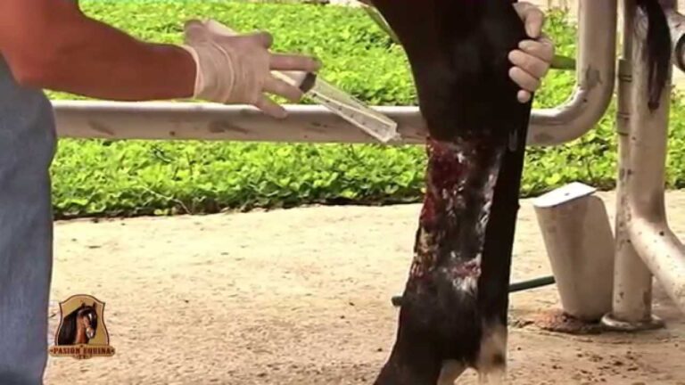 Recomendaciones Veterinarias para la Prevenci&oacute;n de Lesiones en Caballos