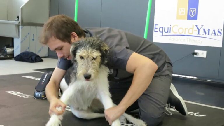 Veterinarios Especialistas en Cuidado y Rehabilitaci&oacute;n de Mascotas