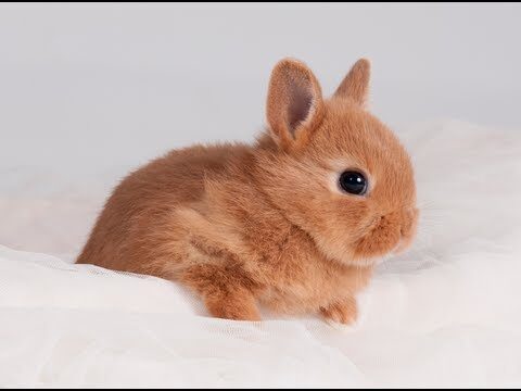 La importancia de la desparasitaci&oacute;n en h&aacute;msters