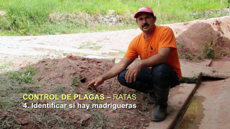 Prevenci&oacute;n de Enfermedades en Aves y Control de Plagas Efectivo