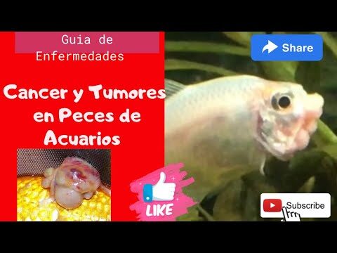 Causas de Tumores en Peces: Un An&aacute;lisis Esencial