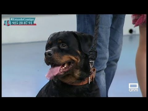 Adiestramiento de Mascotas: T&eacute;cnicas para Controlar la Ansiedad