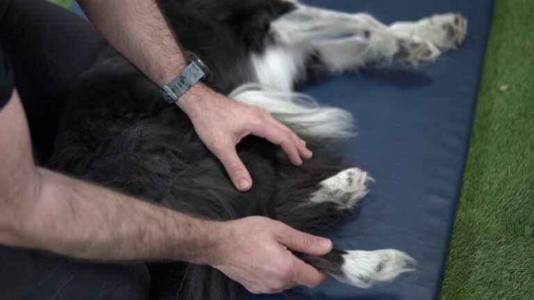 Beneficios de la Cirugía de Cadera en Mascotas