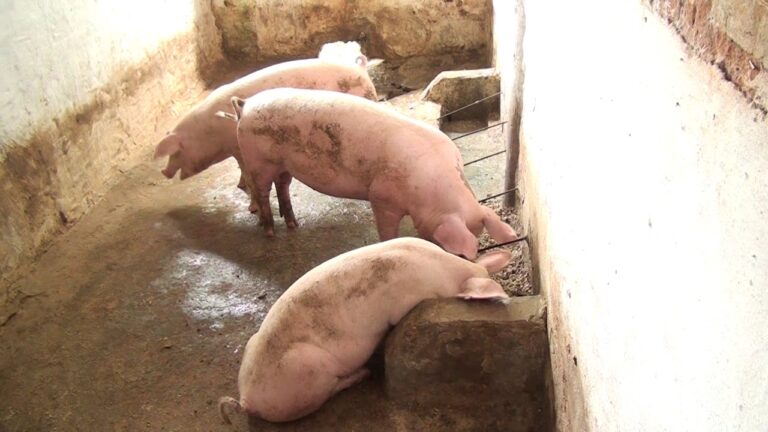 Estrategias Efectivas para el Control Sanitario en la Producci&oacute;n Porcina