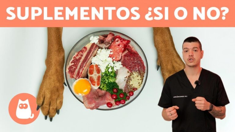 Suplementos Nutricionales Esenciales para la Dieta de tu Mascota