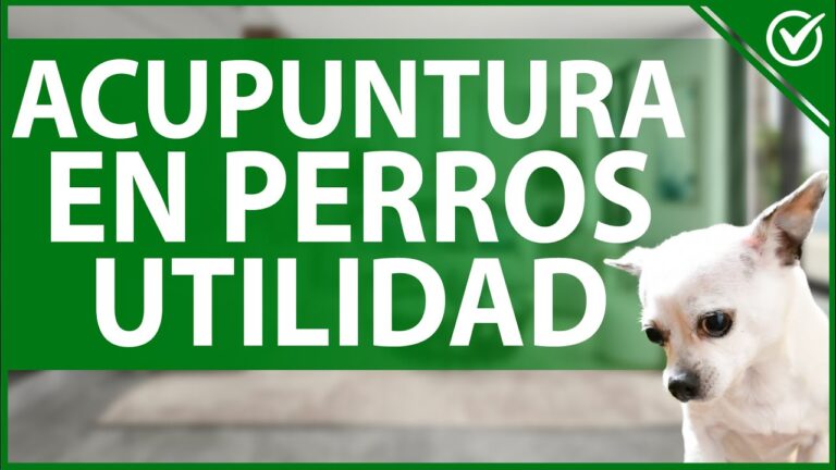 Efectividad de la Acupuntura en el Tratamiento Veterinario