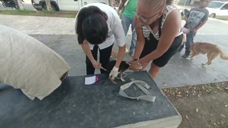 Vacunaci&oacute;n Antirr&aacute;bica: Responsabilidad con Tu Mascota