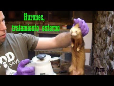 Desparasitaci&oacute;n: Clave en el Cuidado de Hurones