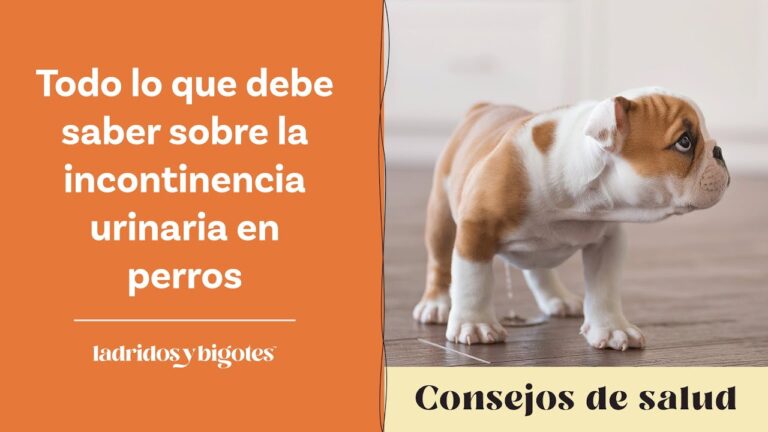 Emergencias Veterinarias: Soluciones para Problemas Urinarios en Mascotas