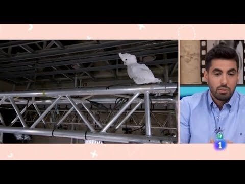 Consejos Esenciales para Cuidar Reptiles como Mascotas