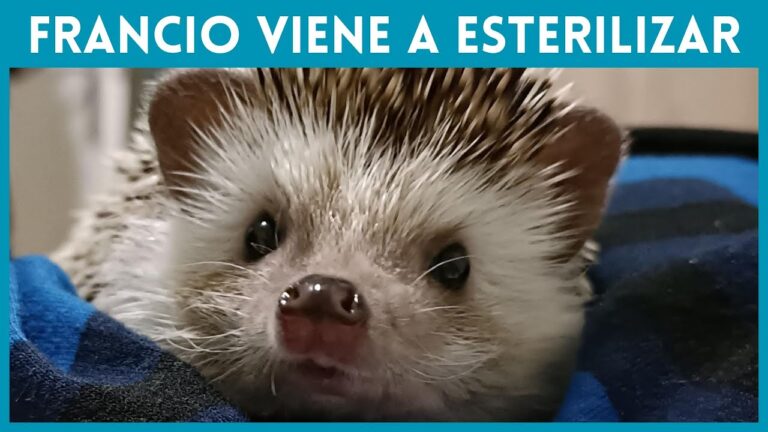 Esterilizaci&oacute;n Quir&uacute;rgica en Animales Ex&oacute;ticos: Importancia y Procedimientos