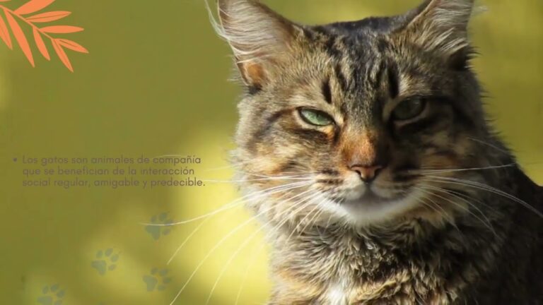 Vacunaci&oacute;n y Desparasitaci&oacute;n: Claves para la Salud de tu Mascota