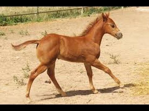 Beneficios de la Desparasitaci&oacute;n Regular en Animales Salvajes