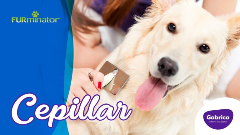Rutina Efectiva de Cepillado Diario para Perros y Gatos