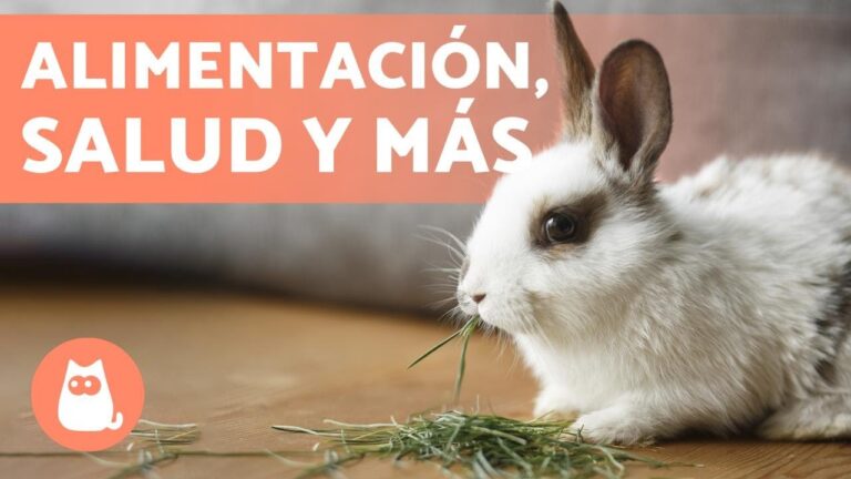 T&eacute;cnicas Efectivas de Adiestramiento para Conejos Domesticados