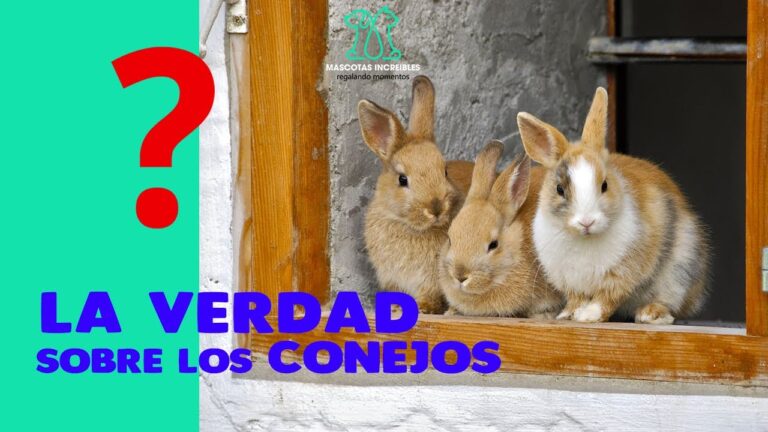Creencias sobre la Suerte y los Conejos: Mitos y Realidades