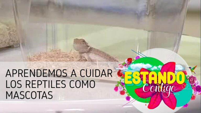 Cuidados Esenciales para Reptiles como Mascotas