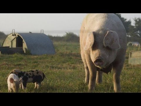 Cr&iacute;a Consciente y Bienestar Animal: Un Enfoque &Eacute;tico y Sostenible