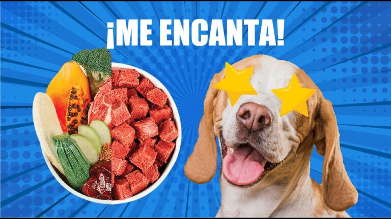Beneficios de una Dieta Equilibrada para el Cuidado de Mascotas