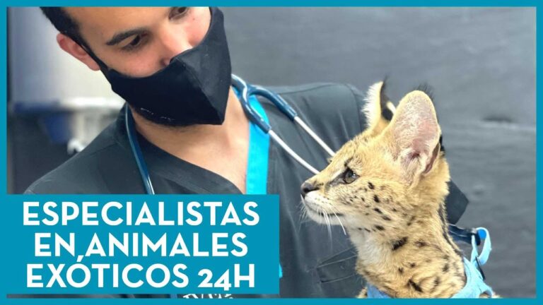 Veterinarios Especializados en Emergencias para Animales Ex&oacute;ticos