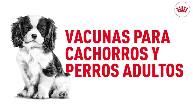 Guía Completa del Cronograma de Vacunación para Mascotas