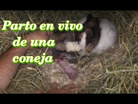 Conejos: Encanto y Ternura de los Peque&ntilde;os Mam&iacute;feros