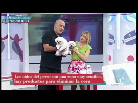 La importancia del aseo en la higiene de mascotas
