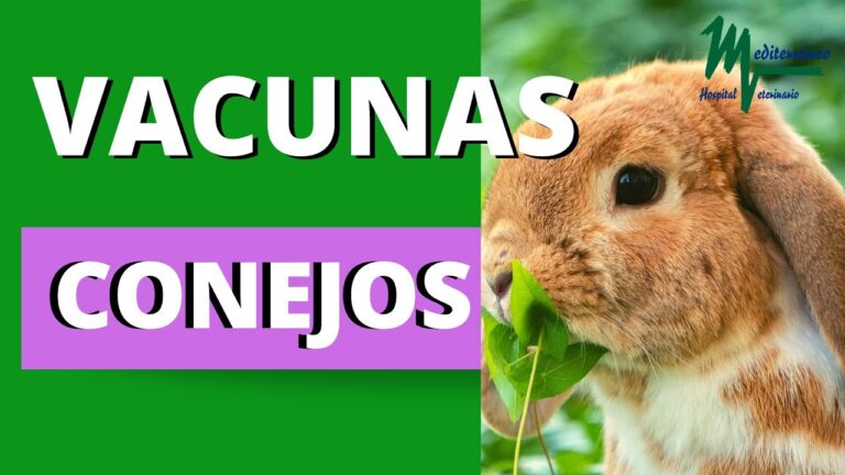 Cuidados Esenciales en la Vacunaci&oacute;n de Animales Ex&oacute;ticos