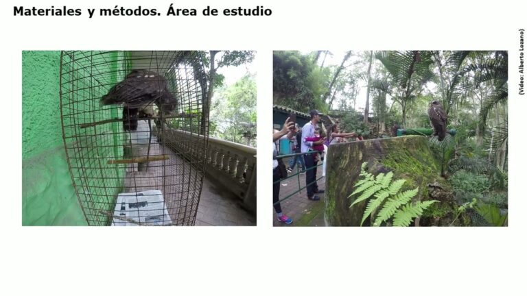 Conducta Alimentaria y Bienestar en Aves: Claves para una Cr&iacute;a Saludable
