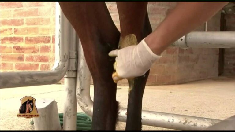 Terapias Efectivas para Aliviar la Artritis en Caballos