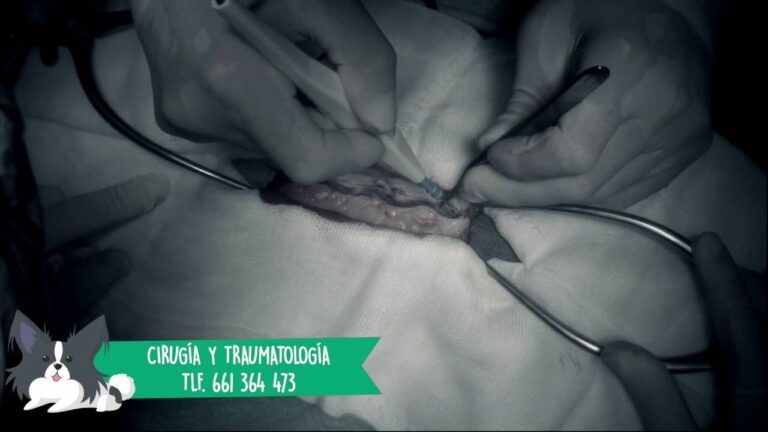 Cirug&iacute;as Veterinarias para Problemas de Columna Vertebral