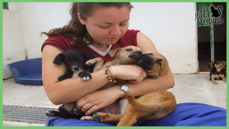 Gu&iacute;a para Elegir la Mascota Ideal en un Refugio de Adopci&oacute;n