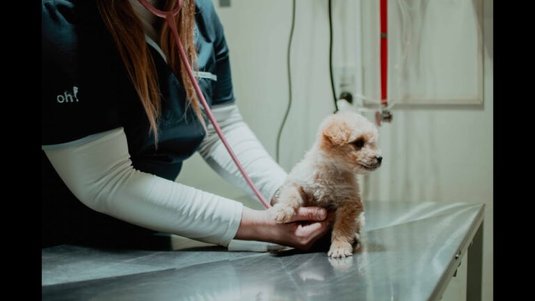 Veterinarios de Guardia: Soluciones R&aacute;pidas para Emergencias de Mascotas