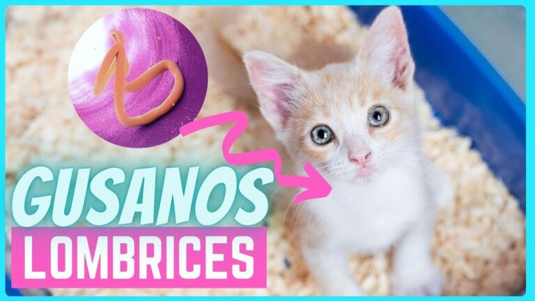 Consecuencias de Ignorar la Diarrea Severa en Mascotas