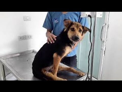 Terapias Psicol&oacute;gicas en el Cuidado Veterinario: Un Enfoque Innovador