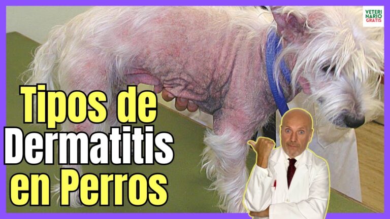 Dermatitis en Mascotas: Opciones de Tratamiento Veterinario Efectivas