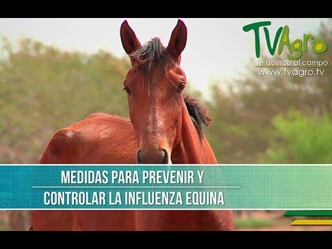Control Efectivo de Enfermedades Pulmonares en Caballos