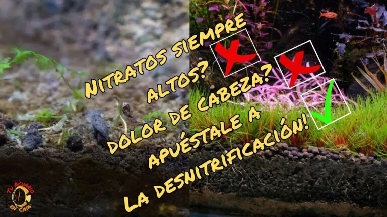 Acuarios Saludables: El Poder del Ciclo del Nitr&oacute;geno