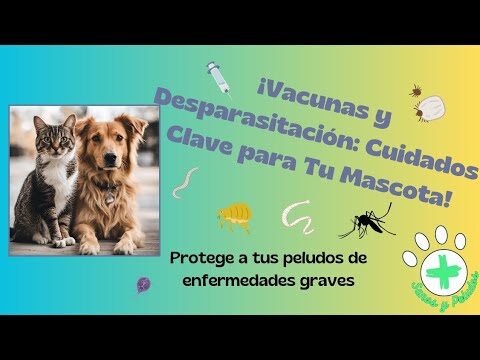 Vacunaci&oacute;n y Desparasitaci&oacute;n: Cuidados Esenciales para tu Mascota