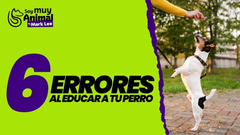 Veterinaria: Esencial para el Entrenamiento de Mascotas